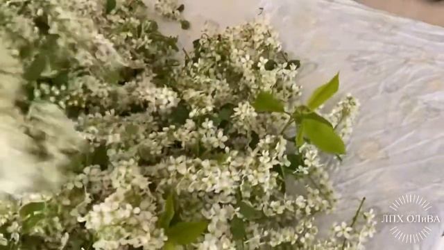 Цвет черемухи, польза, применение