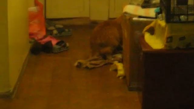 кот трахает свитер хозяина смотреть онлайн