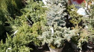 Какие хвойные можно посадить в саду? Ландшафтный дизайн с HitsadTV