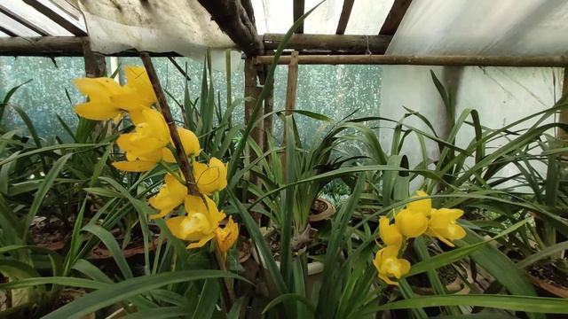 𝐇𝐨𝐰 𝐭𝐨 𝐠𝐞𝐭 𝐂𝐲𝐦𝐛𝐢𝐝𝐢𝐮𝐦 𝐨𝐫𝐜𝐡𝐢𝐝𝐬 𝐭𝐨 𝐟𝐥𝐨𝐰𝐞𝐫 𝐚𝐠𝐚𝐢𝐧 ll 𝐂𝐲𝐦𝐛𝐢𝐝𝐢𝐮𝐦 𝐟𝐥𝐨𝐰𝐞𝐫 𝐬𝐩𝐢𝐤𝐞 𝐨𝐫 𝐧𝐞𝐰 𝐠𝐫𝐨𝐰𝐭𝐡 смотреть онлайн