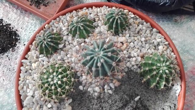 САЖАЮ КОМПОЗИЦИЮ КАКТУСОВ смотреть онлайн