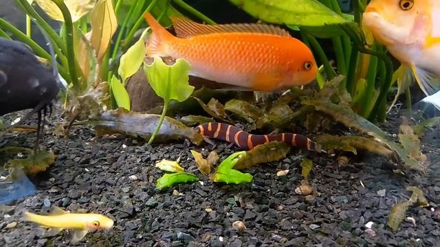 Акантофтальмус куля. Вьюн в аквариуме смотреть онлайн