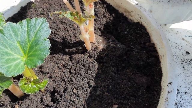 КЛУБНЕВУЮ И СЕМЕННУЮ БЕГОНИЮ ВЫСАЖИВАЮ В ГОРШКИ ДЛЯ УЛИЦЫ. смотреть онлайн