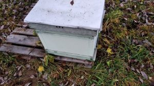 Пчеловодство с нуля - Изоляция матки на ГВ, видео-ответ подписчику