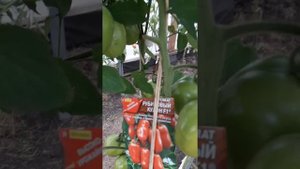 Продолжение обзора новых сортов томатов: чалма, пасто итальяно, рубиновый кулон