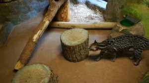 Виртуальный зоопарк | Красивые и забавные животные