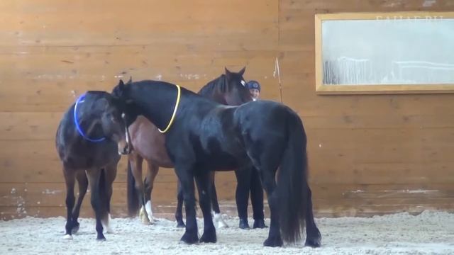 Тренинг Тренеров HorseDream смотреть онлайн