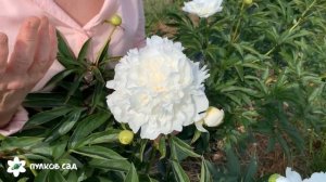 Duchesse  de Nemours peony. Дюшес де Немур пион