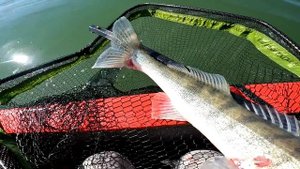 как выглядит щука, судак и окунь  в эхолоте, ищем рыбу по эхолоту, ловля крупной щуки летом,