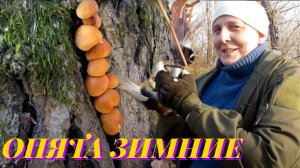 ЗИМНИЕ ГРИБЫ КАКИЕ ГРИБЫ МОЖНО СОБИРАТЬ ЗИМОЙ