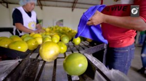 La maracuyá una fruta afrodisíaca de Nicaragua