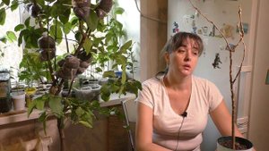 Мальсекко. Признаки и течение заболевания на примере сеянца помело.