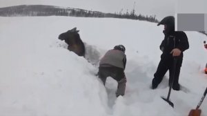 Спасение диких животных