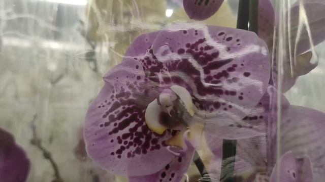 №751/ МОСКОВСКАЯ поставка ОРХИДЕЙ в ЛЕРУА МЕРЛЕН смотреть онлайн