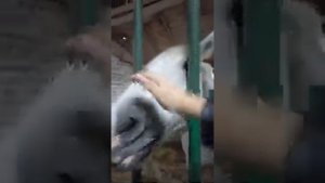 Настя в конюшне с подружкой Полиной . Кормим лошадей.   у Жеребёнка новое стойло