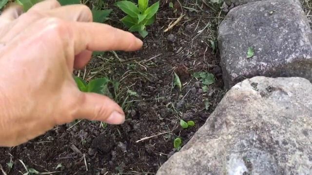 ЧЕРЕНКОВАНИЕ ГОРТЕНЗИЙ ПОЛУОДРЕВЕСНЕВШИМИ черенками. Интересный череночник.