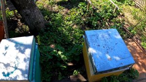 Когда ставить вторые корпуса Пчеловодство для начинающих