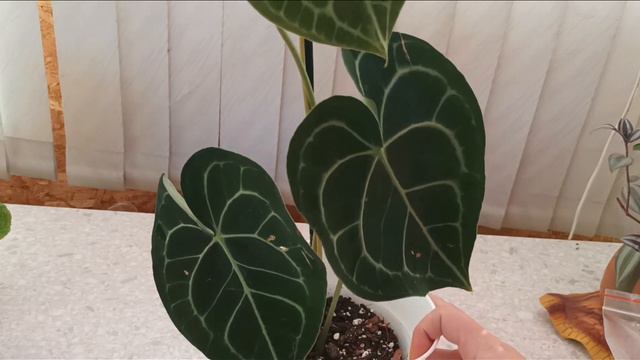 Ура новинки! Anthrium crystallinum Anthurium Clarinervium Hoya Australis Lisa и горшочки!