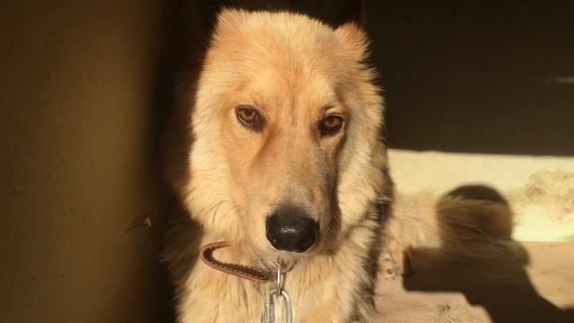 Чем можно кормить больших собак смотреть онлайн