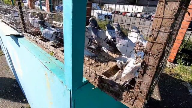 ГОЛУБИ на РЫНКЕ ЦЕНЫ на ГОЛУБЕЙ август 2022г смотреть онлайн