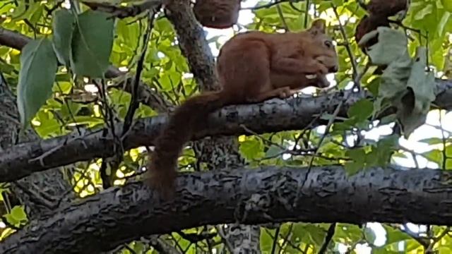 Белки оккупировали дачный участок смотреть онлайн