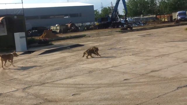 пьяный дебош с собаками смотреть онлайн