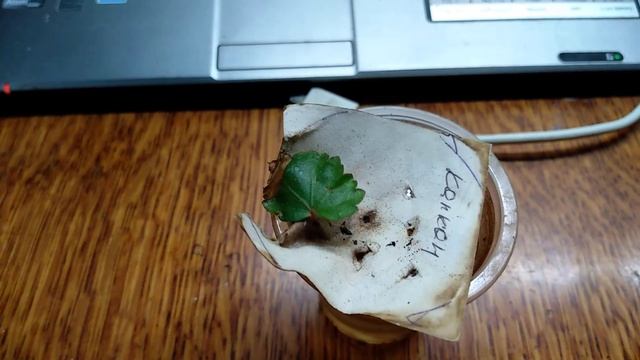 Комнатные растения. Мои новинки из геснериевых. Проросли фикусы Палмери. Обрезка каудексных. смотреть онлайн