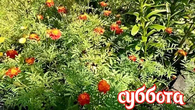 Недельный влог. Мои процессы. смотреть онлайн