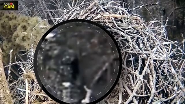 ЧЁРТ В ОБРАЗЕ КОЗЛА СНЯТ НА КАМЕРУ. ЖУТКИЕ СУЩЕСТВА НА ВИДЕО смотреть онлайн