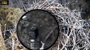 ЧЁРТ В ОБРАЗЕ КОЗЛА СНЯТ НА КАМЕРУ. ЖУТКИЕ СУЩЕСТВА НА ВИДЕО
