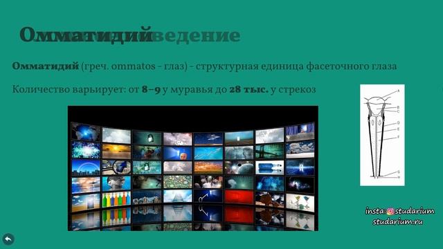 Класс насекомые. Лекция и разбор заданий от Юрия Беллевича