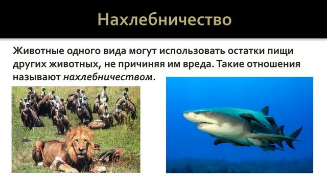 Биология 7 класс. Урок 64 смотреть онлайн
