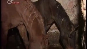 Что скрывается за бизнесом на лошадях