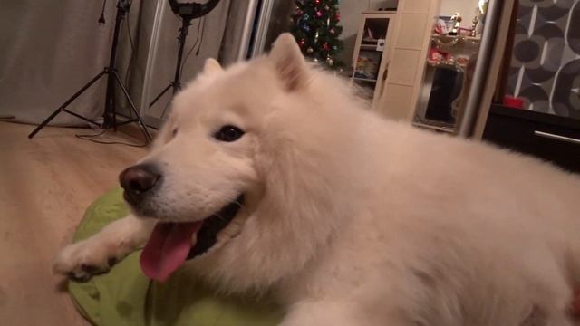 Цена живой елки в Москве | Ответы на ваши вопросы | Самоед боится гулять. смотреть онлайн