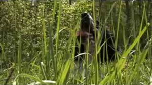 Русский спаниель на охоте