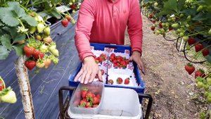 НА ТАДЖИКСКОМ ЯЗЫКЕ.САФАРОВ ЧУМАХОН ЧИНАКЧИИ БЕХТАРИН, ДАР ВЕЛИКОБРИТАНИЯ