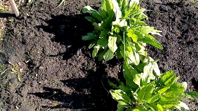 Посадка подсолнухов в Открытый Грунт из Теплицы. как Они Прижились. 10 мая 2021г. смотреть онлайн