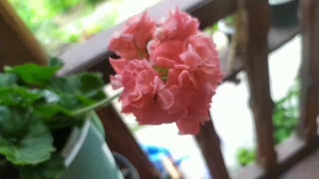 Мои любимки пеларгонии. смотреть онлайн