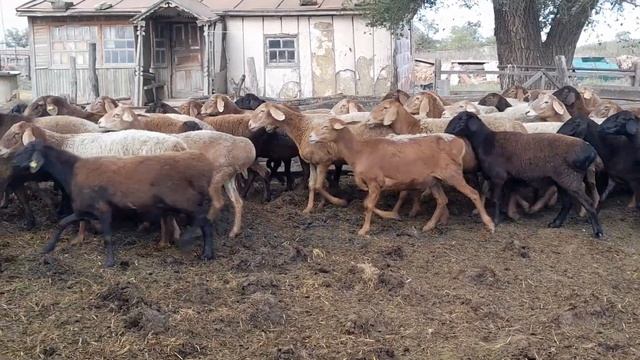 Случка гиссарской матки хозяйства Камчатного. Октябрь 2022 года. смотреть онлайн