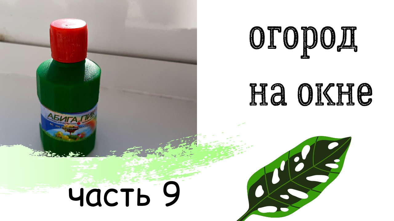 Огород на окне. Обработка растений. Часть 9.