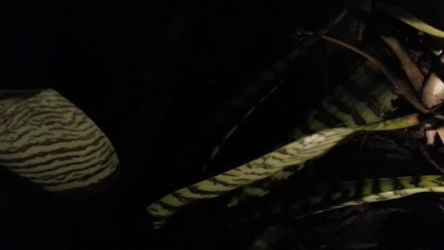 Bromeliad mix Plants night vision - Bromelia planta de exceptie - Top 10 Bromeliads HD 03 смотреть онлайн