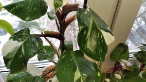 Филодендрон Белый рыцарь Вайт Кнайт.