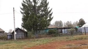 Спиливаем ель возле дома