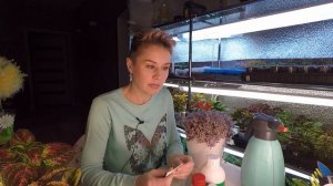 ЭКЗАКУМ (ПЕРСИДСКАЯ ФИАЛКА).КАК ПОСЕЯТЬ СЕМЕНА ЭКЗАКУМА.2022