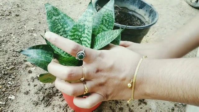 Room make over with plants | low light indoor plants | tips for indoor gardening