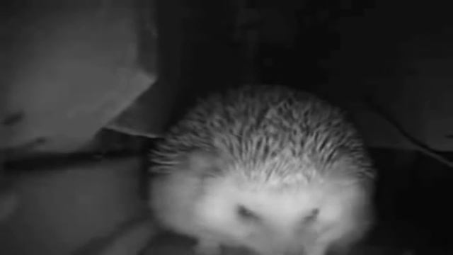 ёжик чихает в себя смотреть онлайн