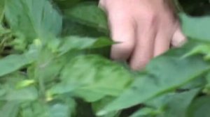 Хабанеро На Кубани.