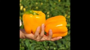 Лучшие гибриды и сорта сладкого перца 2022. Суперурожайные французские гибриды и проверенные сорта.