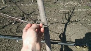 Обрезка НА ПЕНЕК или ЮГОСЛАВСКИЙ ПЕНЕК. РЕЗУЛЬТАТ!!!