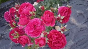 Роза флорибунда - Valeria / Валерия. #розавалерия #rosevaleria